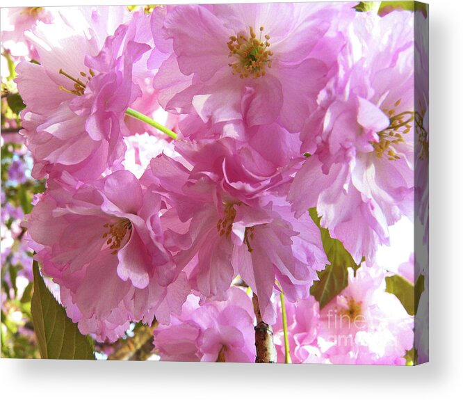 Cherry Blossom Acrylic Print featuring the photograph Cherry Blossom by Jasna Dragun