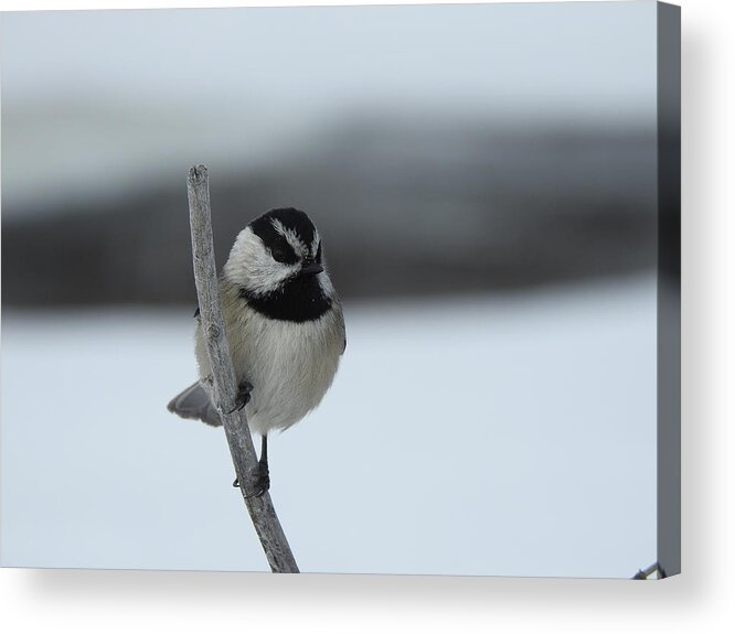 Black Capped Chickadee Acrylic Print featuring the photograph Chickadee by Nicola Finch