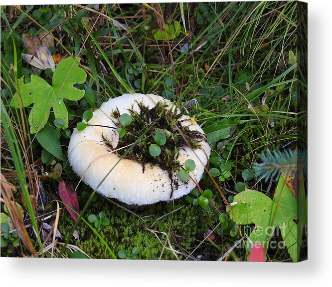 Mushroom Acrylic Print featuring the photograph Chilcotin Forest Mushroom Garden by Nicola Finch