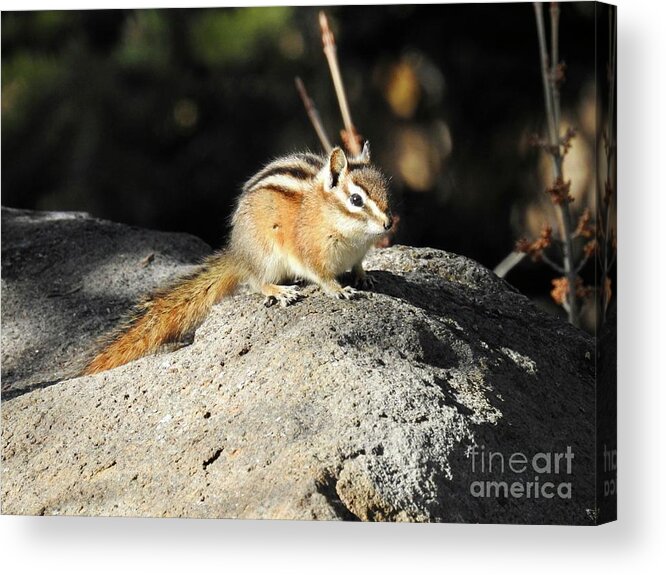 Chipmunk Acrylic Print featuring the photograph Chipmunk by Nicola Finch