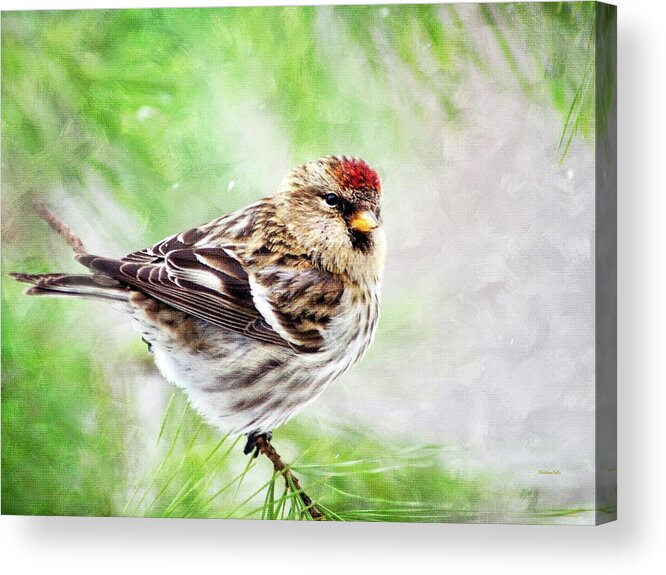 Winter Acrylic Print featuring the painting Christmas Redpoll by Christina Rollo