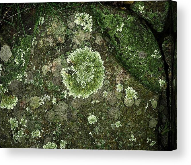 Rock Acrylic Print featuring the photograph Rocks For Lichen by Alida M Haslett