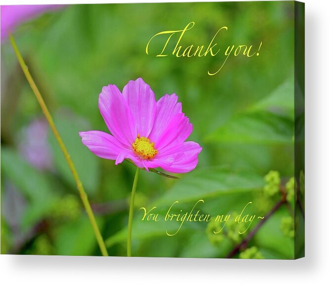 Card Acrylic Print featuring the photograph Thank You, Cosmos by Alida M Haslett