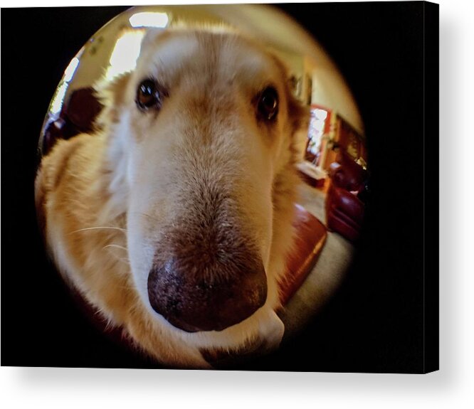  Acrylic Print featuring the photograph Close In Doggy by Brad Nellis