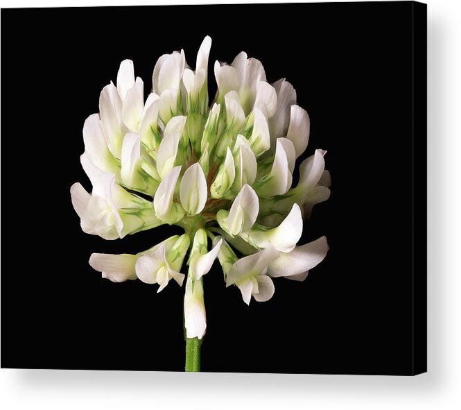 Clover Acrylic Print featuring the photograph Clover Bloom by Steven Nelson