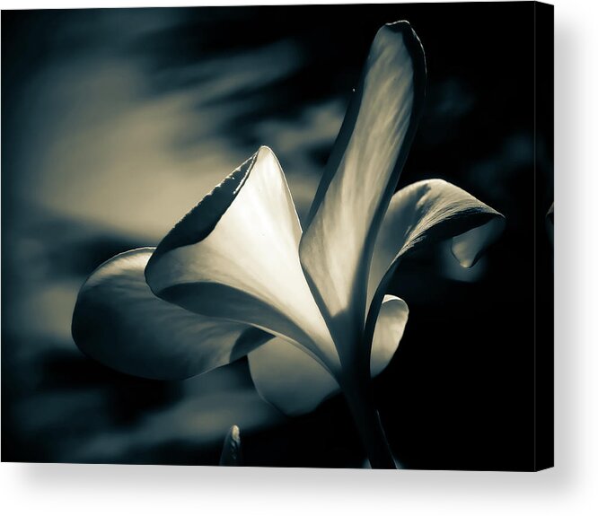 Monochrome Acrylic Print featuring the photograph Colorless Beauty by Gena Herro