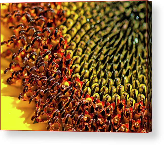 Sunflower Acrylic Print featuring the photograph Colors of a sunflower by Sandra Marie Photography