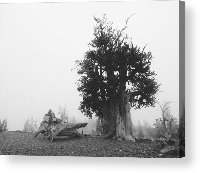 Bristlecone Pine Tree Acrylic Print featuring the photograph Command by Mark Ross