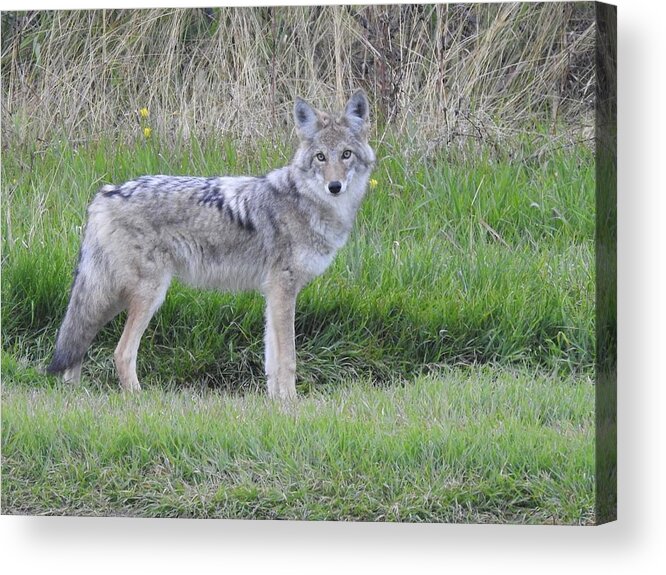 Chilcotin Coyote Acrylic Print featuring the photograph Coyote by Nicola Finch