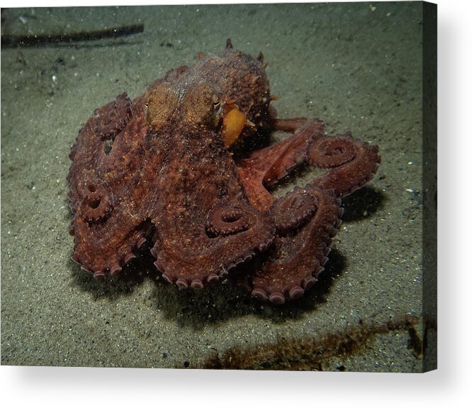 Octopus Acrylic Print featuring the photograph Curly octopus by Brian Weber