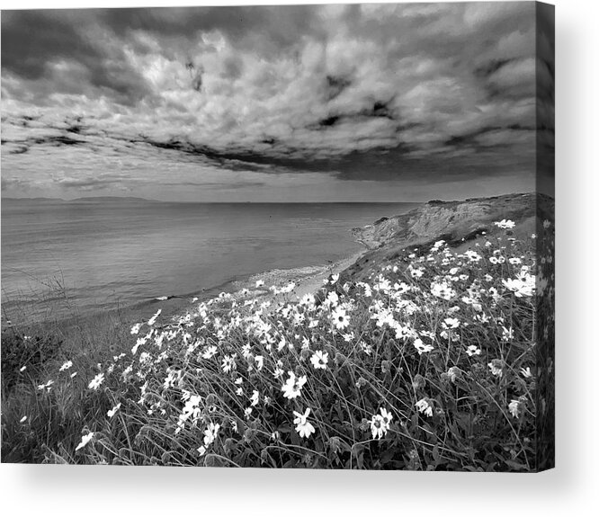 Daisy Acrylic Print featuring the photograph Daisy Cliff by Kevin Bergen