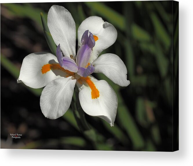 Botanical Acrylic Print featuring the photograph Day Lily Unfurled by Richard Thomas