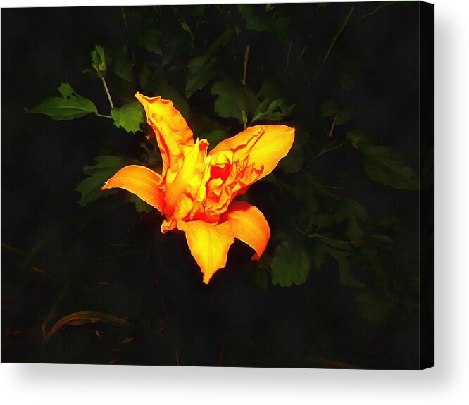 Daylily Acrylic Print featuring the photograph Daylily at Night by Christopher Reed