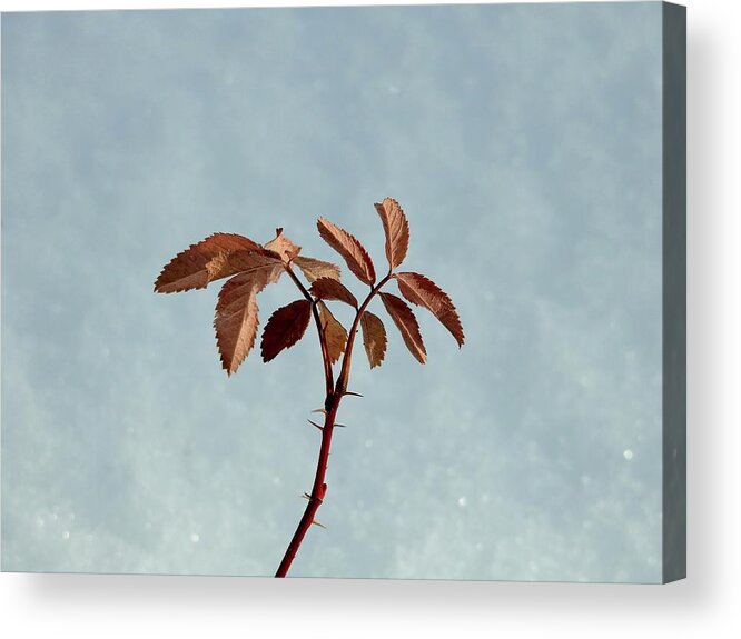  Acrylic Print featuring the photograph December rose by Nicola Finch