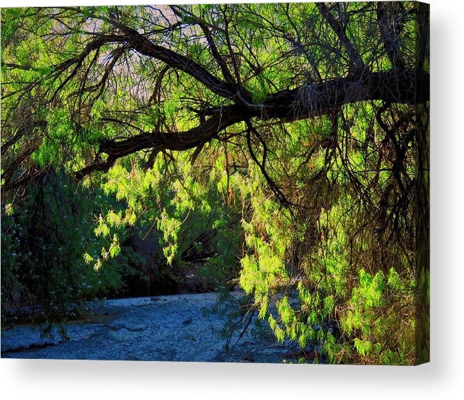 Desert Plants Acrylic Print featuring the photograph Deep in the Vekol by Judy Kennedy