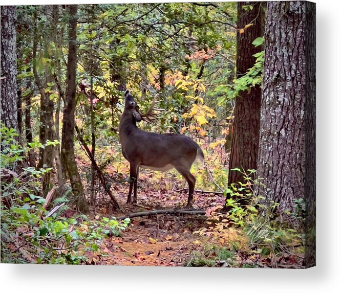 Deer In The Woods Acrylic Print featuring the photograph Deer In The Woods by Meta Gatschenberger