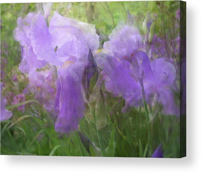 Iris Acrylic Print featuring the photograph Delicate Beauty of the Iris Garden by Mary Wolf