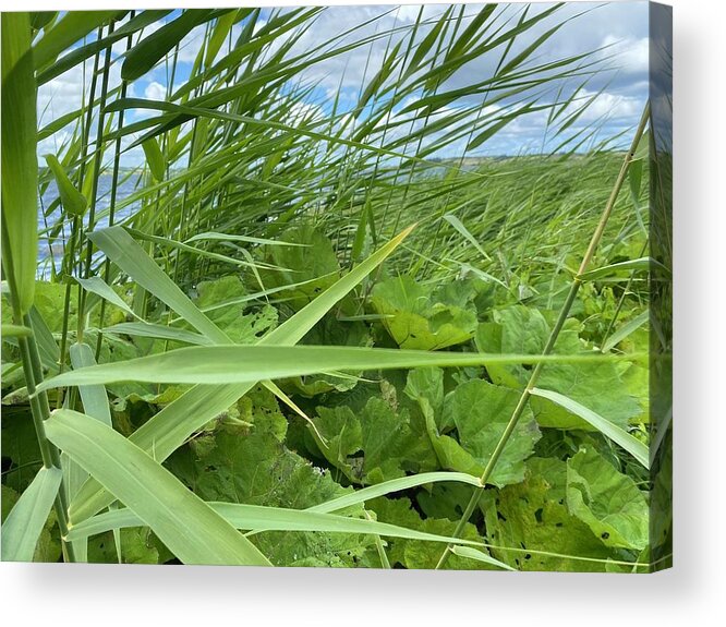 July Acrylic Print featuring the photograph Denmark Nature July by Colette V Hera Guggenheim