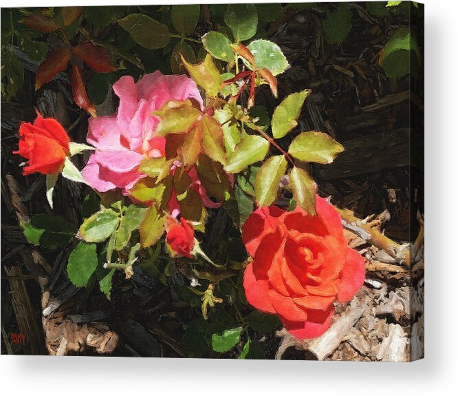 Roses Acrylic Print featuring the photograph Disney Roses Four by Brian Watt