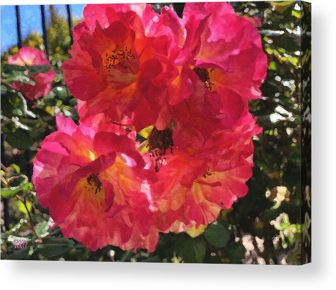 Roses Acrylic Print featuring the photograph Disney Roses One by Brian Watt