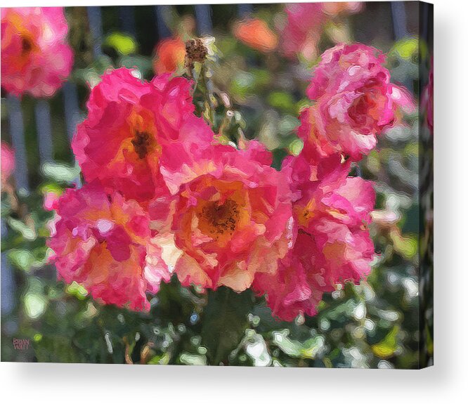 Roses Acrylic Print featuring the photograph Disney Roses Two by Brian Watt