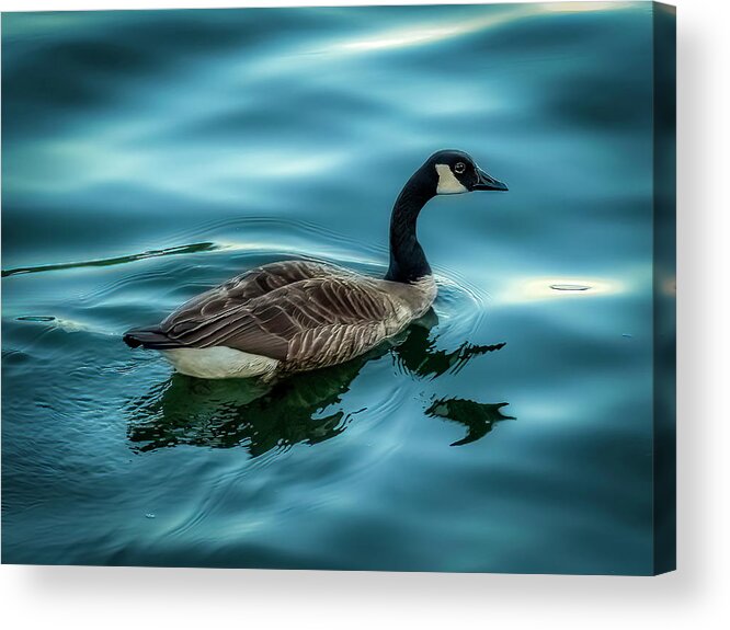 Vivid Acrylic Print featuring the photograph Dodge and Burn Goose by Rob Green