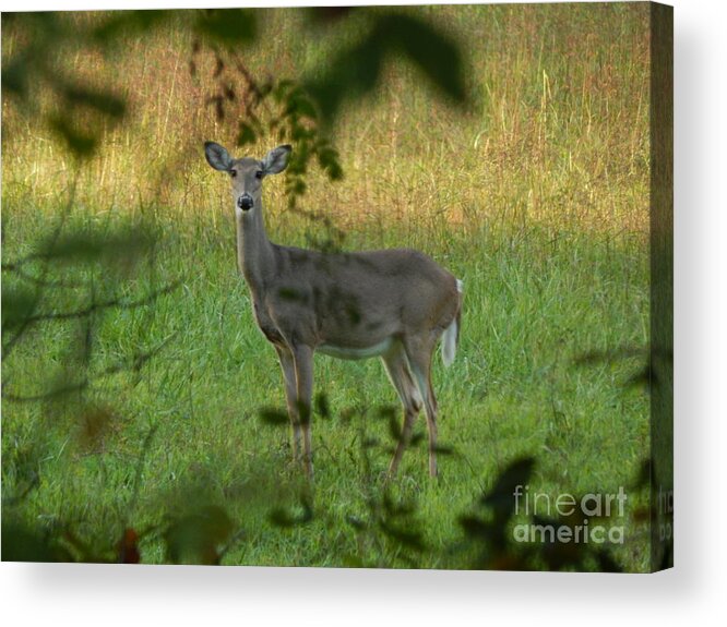 Outdoors Acrylic Print featuring the photograph Doe in the Meadow by Chris Tarpening