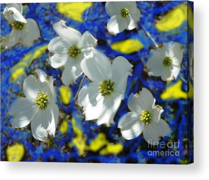  Acrylic Print featuring the photograph Dogwood Light and Shadows by Shirley Moravec