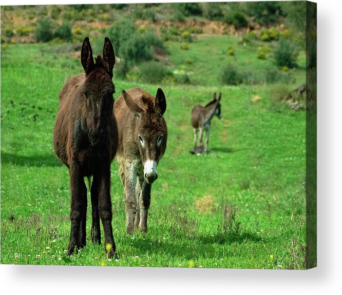 Equus Africanus Asinus Acrylic Print featuring the photograph Donkey Family by Angelo DeVal