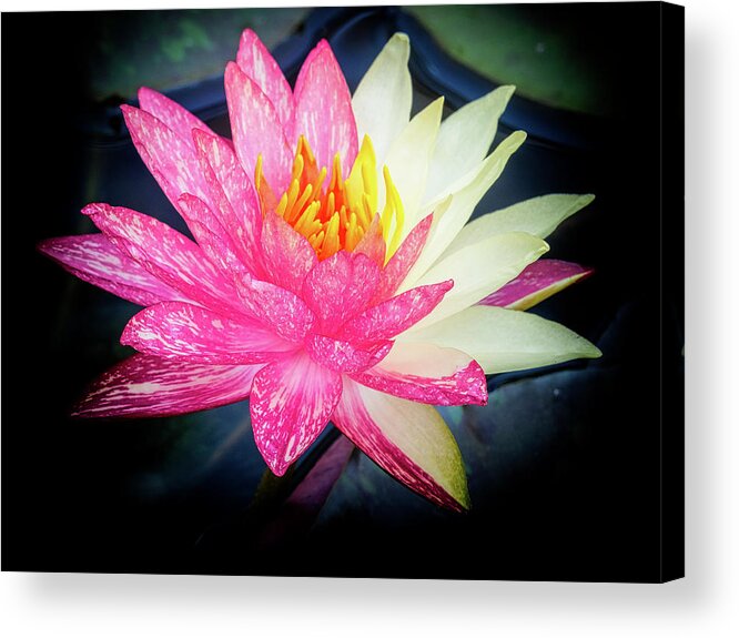 Floral Acrylic Print featuring the photograph Double faced. by Usha Peddamatham