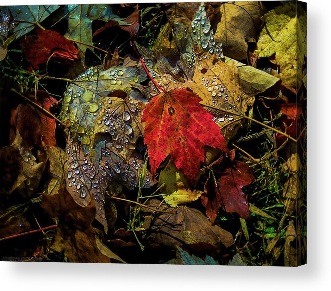 Leaf Acrylic Print featuring the photograph Drops of Jupiter by Jerry LoFaro