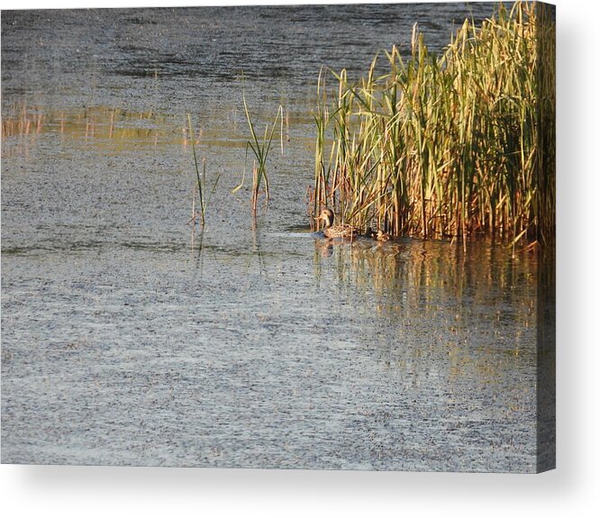 Duck Acrylic Print featuring the photograph Duck And Ducklings by Amanda R Wright