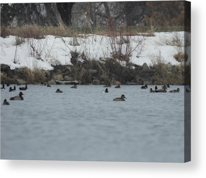 Spring Acrylic Print featuring the photograph Ducks On The Water by Amanda R Wright