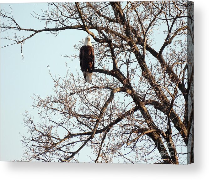  Acrylic Print featuring the digital art Eagle Watching 2 by Rural America Scenics