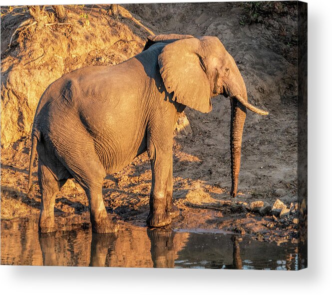 Africa Acrylic Print featuring the photograph Elephant at Dusk by Betty Eich