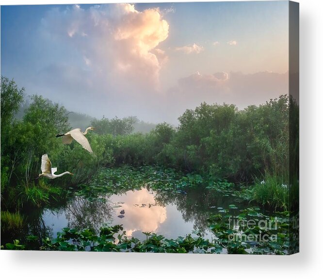 Florida Acrylic Print featuring the photograph Everglades Morning by Louise Lindsay