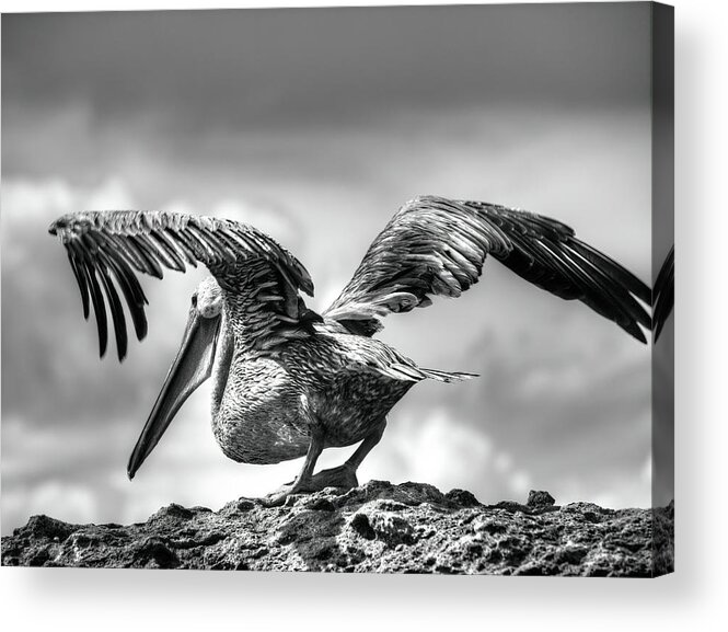 Black And White Acrylic Print featuring the photograph Expecting to Fly by Joe Schofield