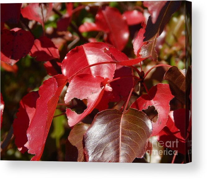 Fall Acrylic Print featuring the photograph Fall Leaves by Chris Tarpening