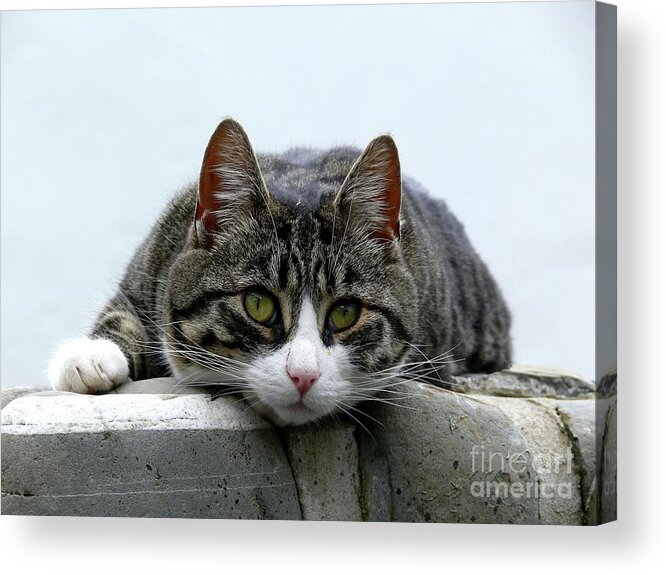 Sea Acrylic Print featuring the photograph Ferdinand by Michael Graham