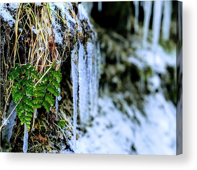  Acrylic Print featuring the photograph Fern and Icicles by Brad Nellis