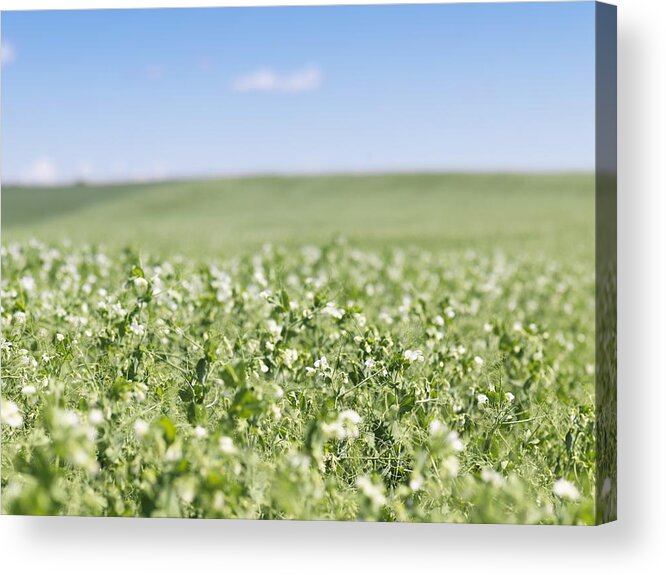 Tranquility Acrylic Print featuring the photograph Field of Peas by Fancy/Veer/Corbis