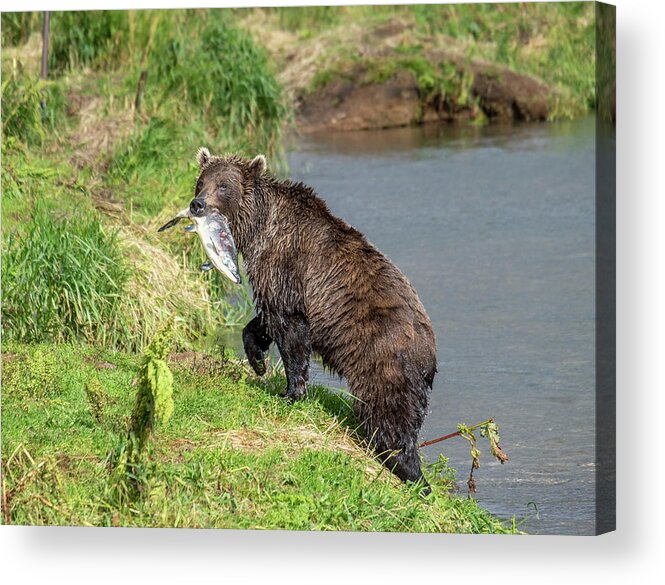 Bear Acrylic Print featuring the photograph Fishing brown bear with salmon by Mikhail Kokhanchikov