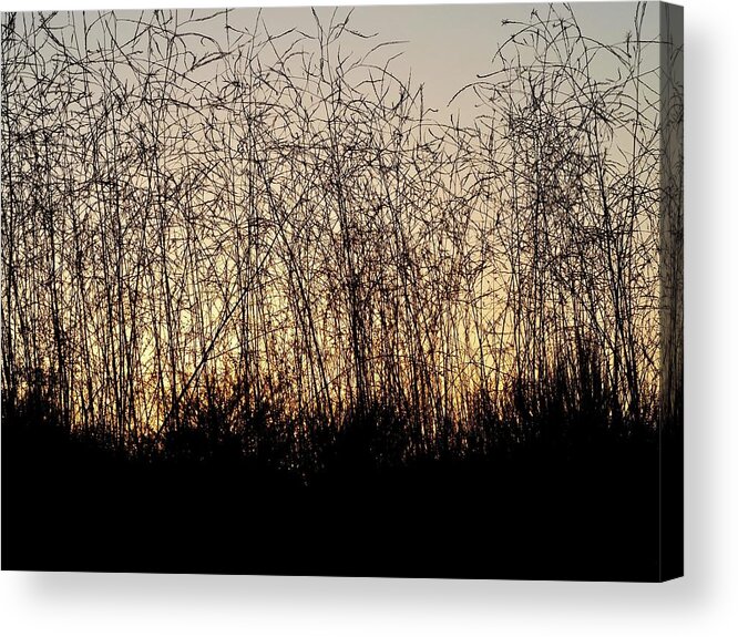 Reeds Acrylic Print featuring the photograph Fleeting Day by Denise Benson