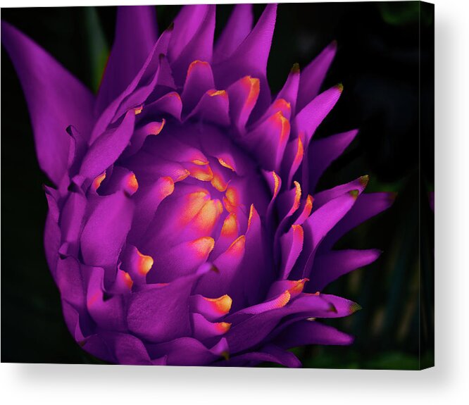Purple Acrylic Print featuring the photograph Fleur-De-Lisa by Mark Rogers