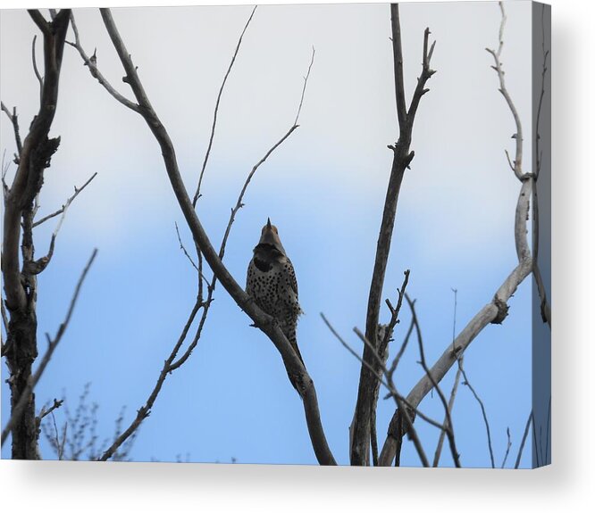 Northern Flicker Acrylic Print featuring the photograph Flicker by Amanda R Wright