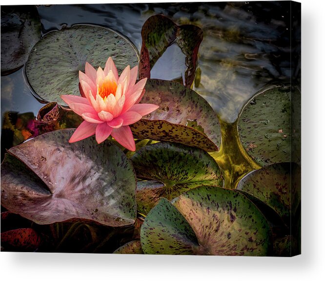 Floral Acrylic Print featuring the photograph Floating Above. by Usha Peddamatham