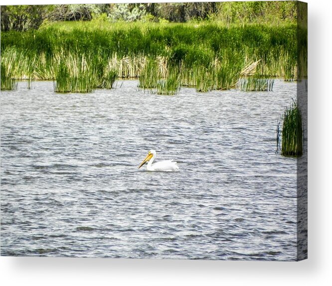 Pelican Acrylic Print featuring the photograph Floating Pelican by Amanda R Wright