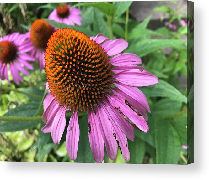 Flowers Acrylic Print featuring the photograph Flower Cones by Jean Wolfrum