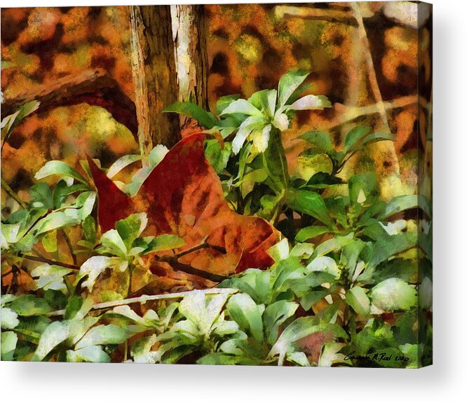 Forest Acrylic Print featuring the mixed media Forest Floor by Christopher Reed