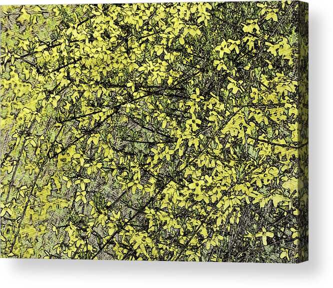 Spring Acrylic Print featuring the photograph Forsythia - Waiting On Spring by Leslie Montgomery